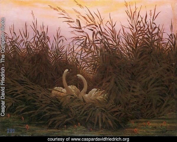 Swans in the reed with first morning-red