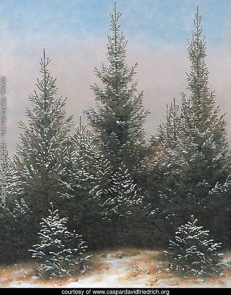 Fir Trees in the Snow